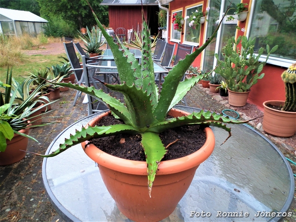 Agave gentryi 'Jaws'